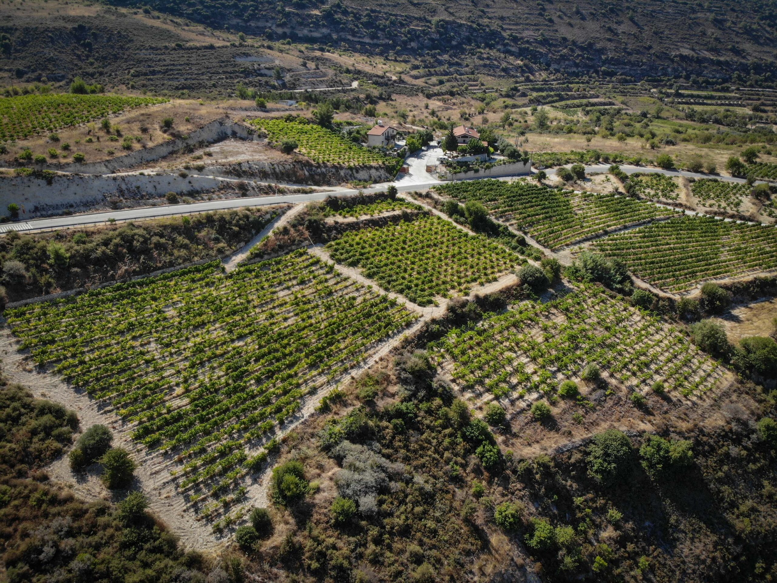Nelion vineyard