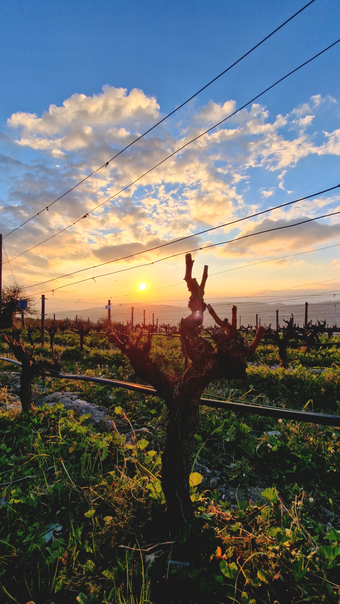 Vineyard- Nelion winery
